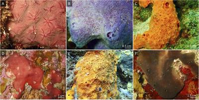 Processing of Naturally Sourced Macroalgal- and Coral-Dissolved Organic Matter (DOM) by High and Low Microbial Abundance Encrusting Sponges